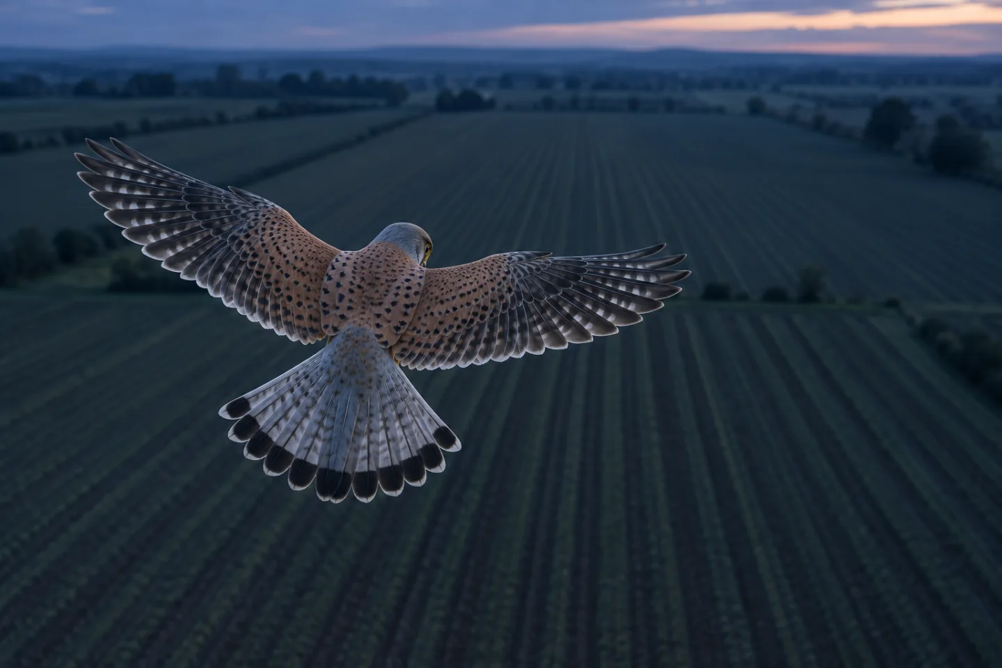 Kestrel hovering over a field crossed by straight furrow lines